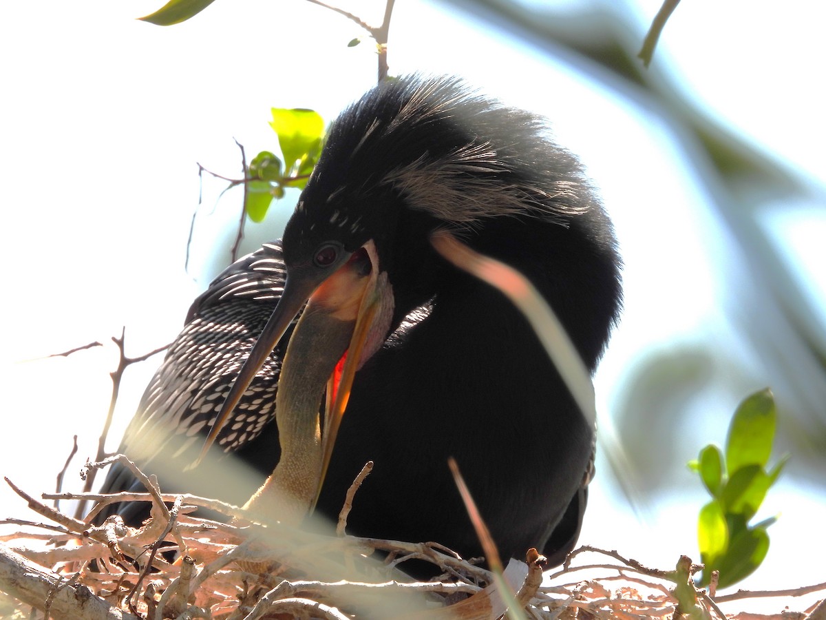 Anhinga - Amy Grimm