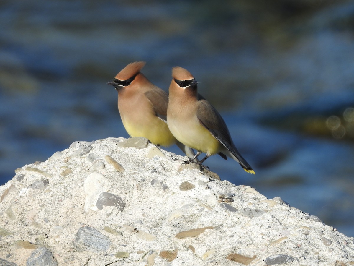 Cedar Waxwing - ML619576362