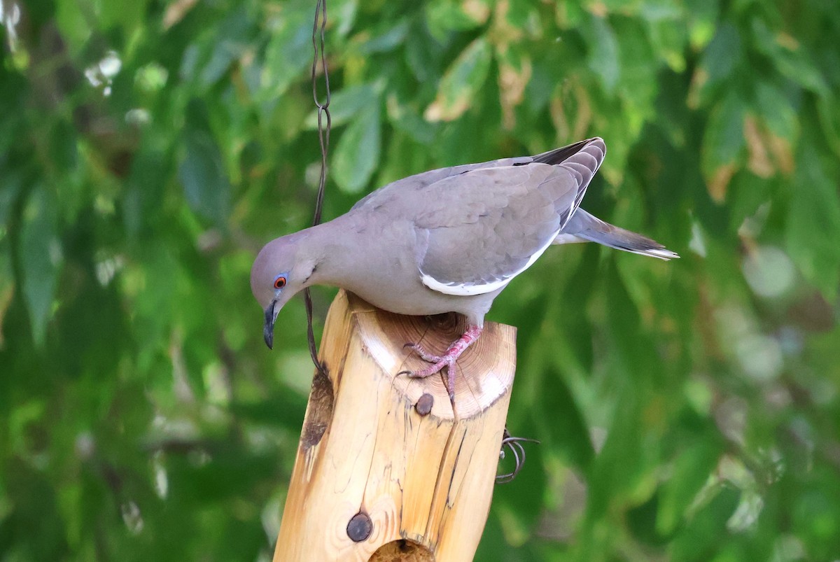 White-winged Dove - Tricia Vesely