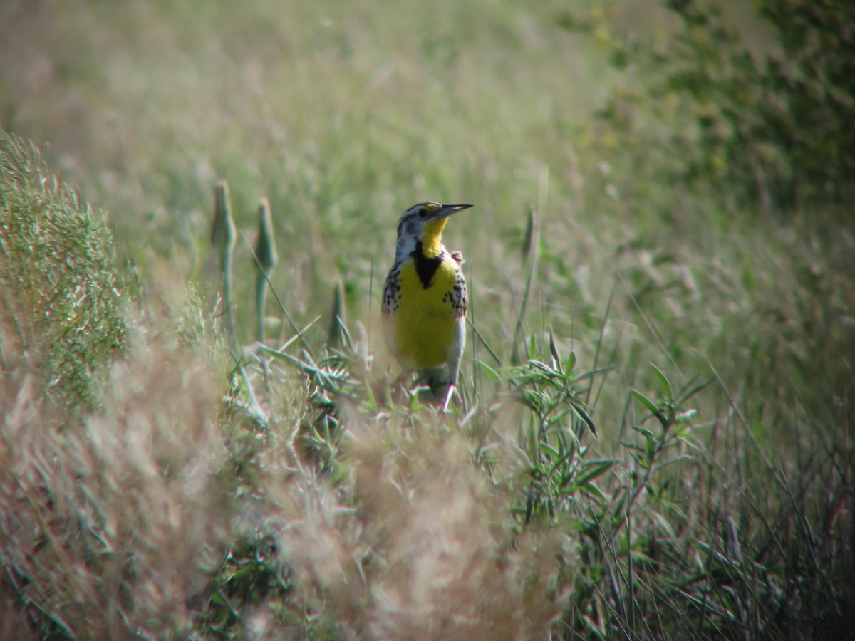 Western Meadowlark - Jamie Russell