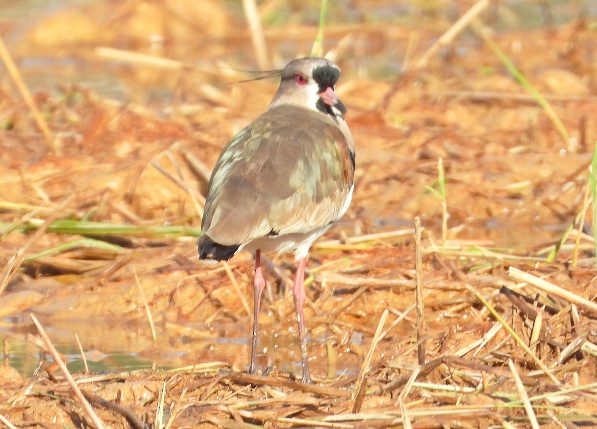 Southern Lapwing - Miguel Angelo Biz