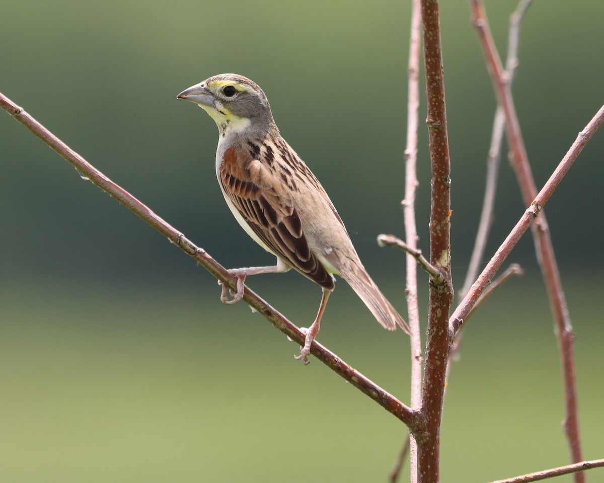 Dickcissel - Susan Burkhart