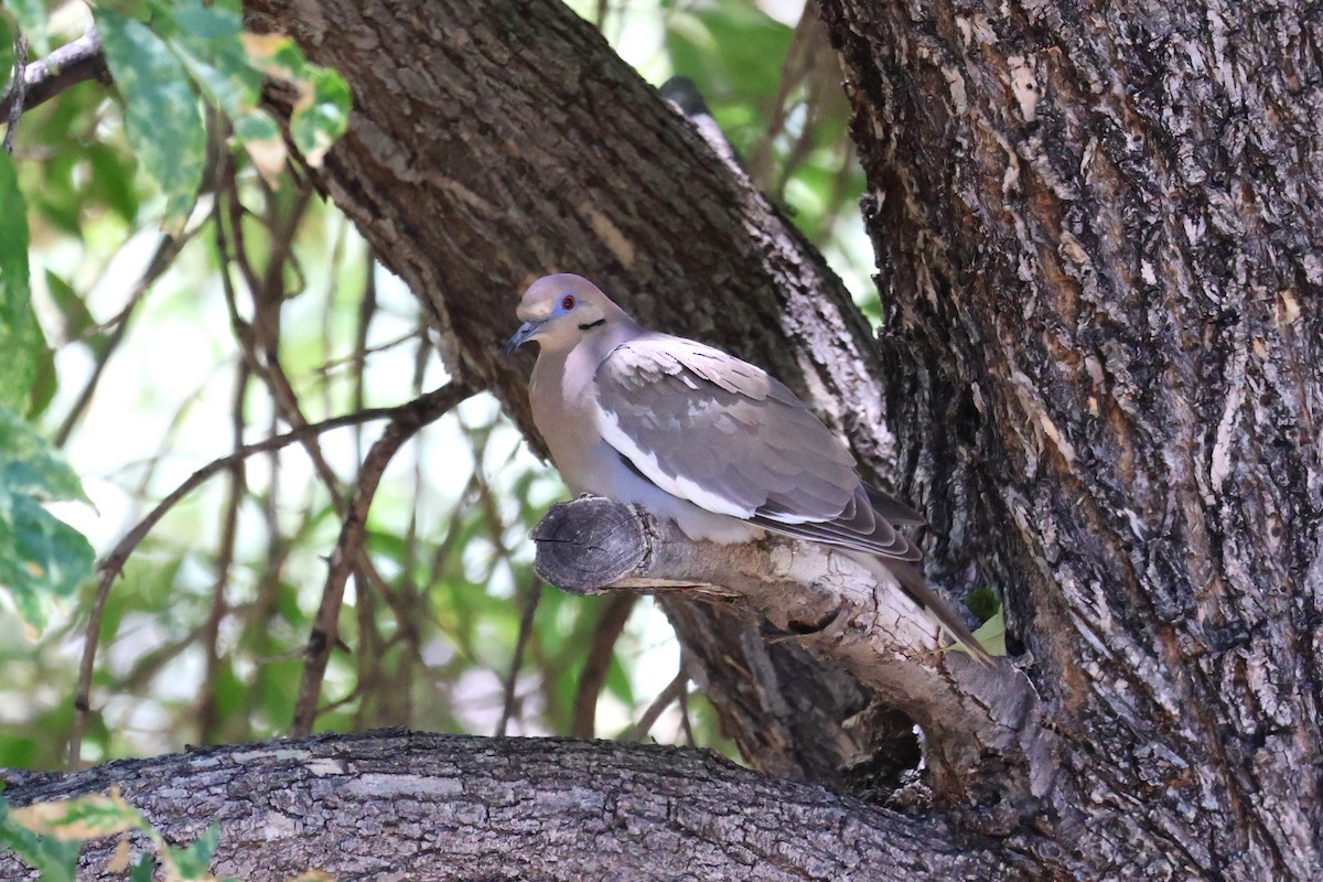 White-winged Dove - Tricia Vesely