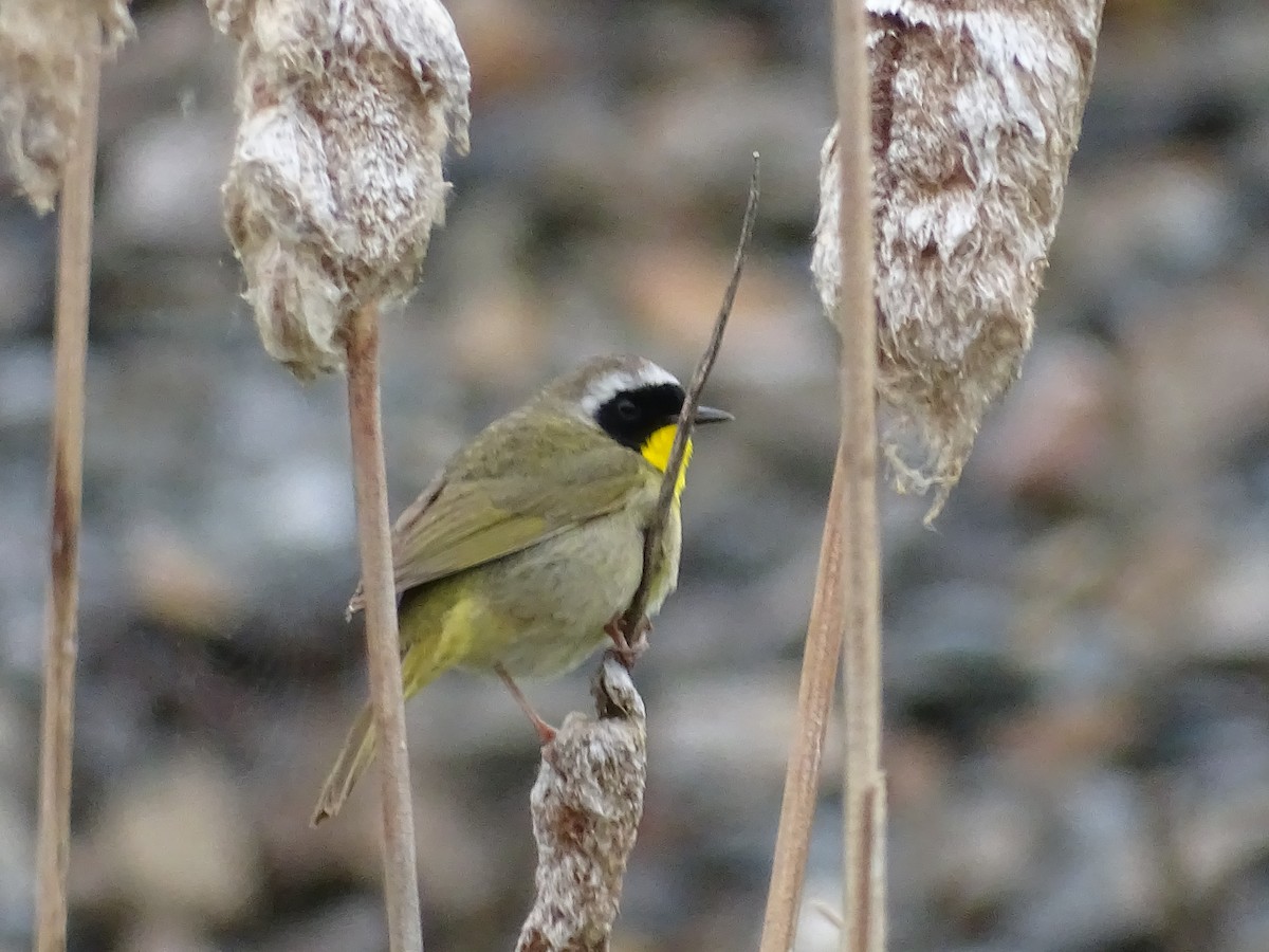 Common Yellowthroat - Jim Walton