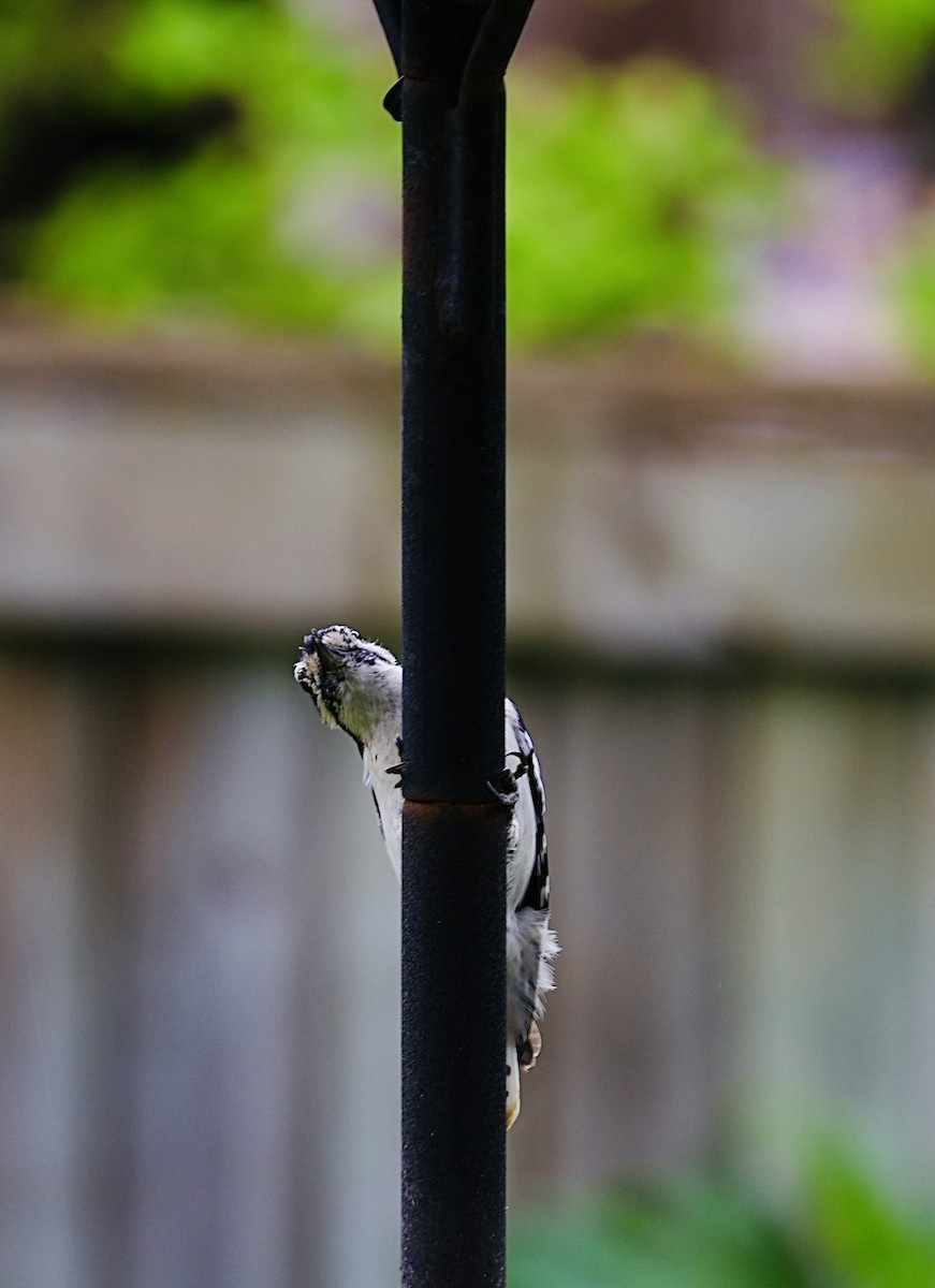 Downy Woodpecker - Martin Yates