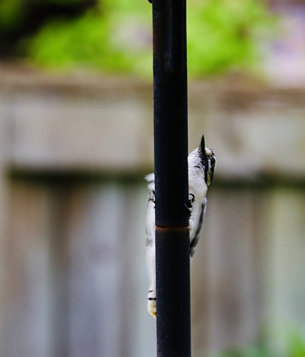 Downy Woodpecker - Martin Yates