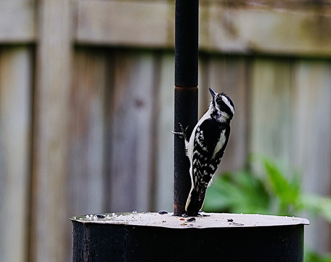 Downy Woodpecker - Martin Yates