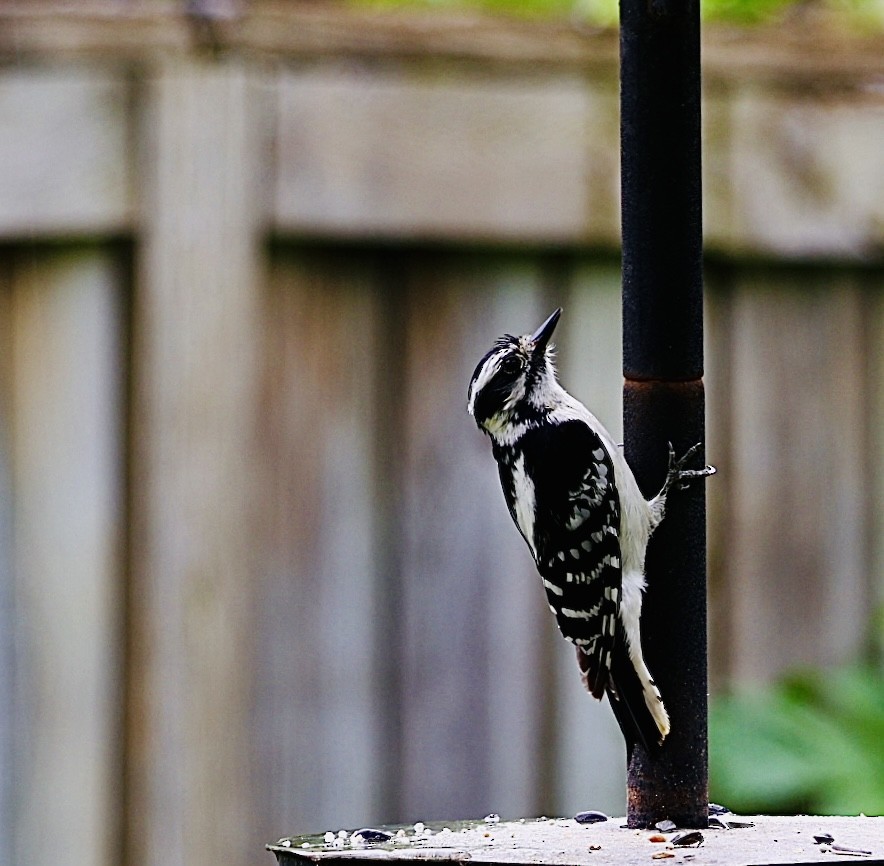 Downy Woodpecker - Martin Yates