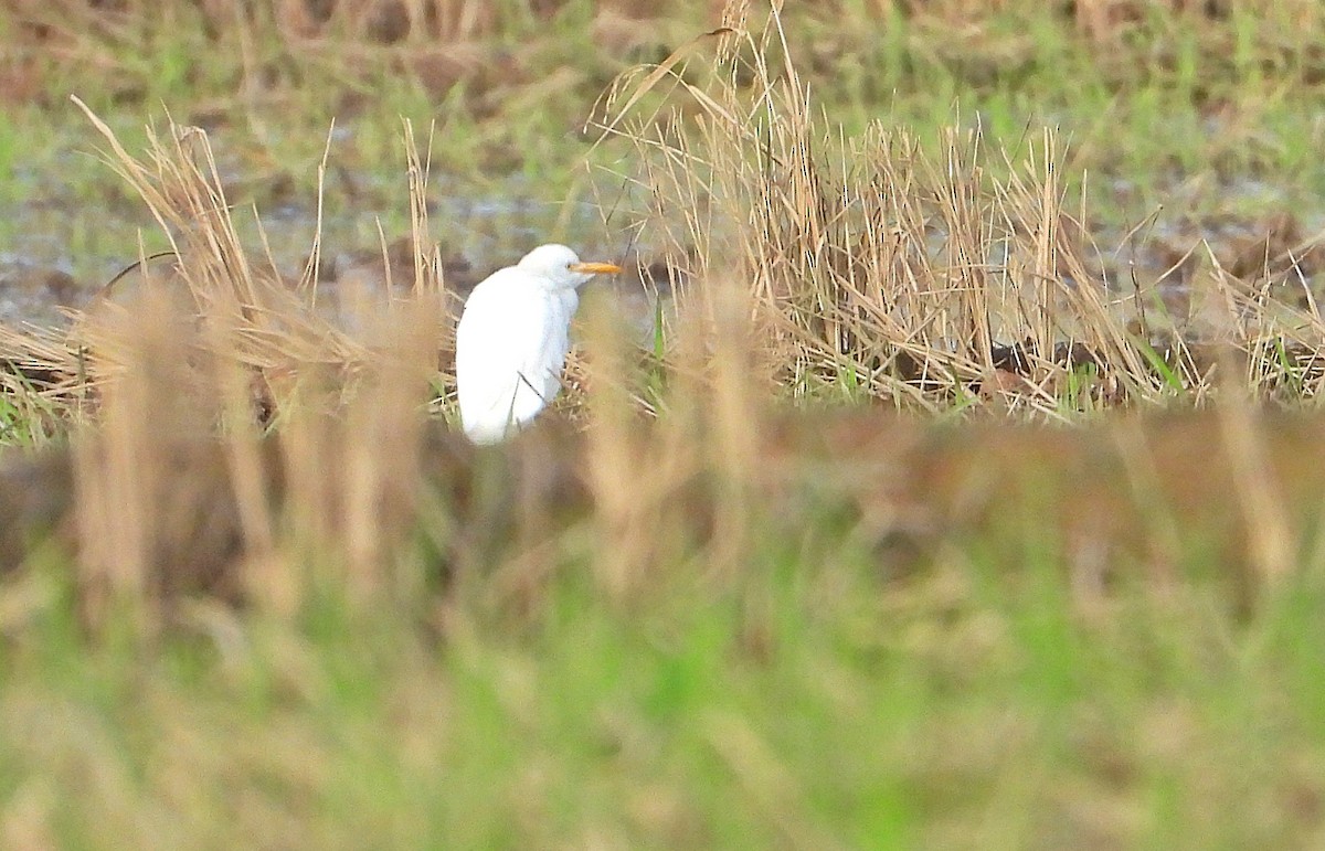 Western Cattle Egret - Miguel Angelo Biz