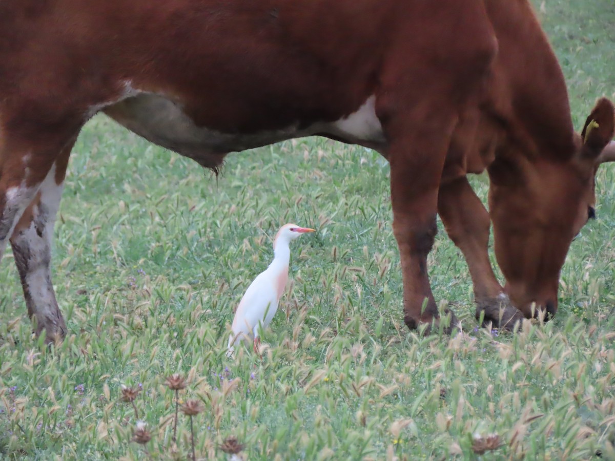 Western Cattle Egret - Doug Kibbe