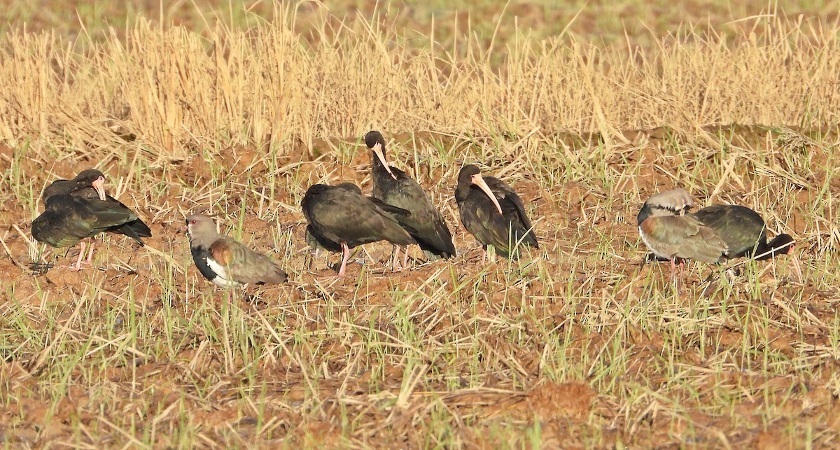 Bare-faced Ibis - Miguel Angelo Biz