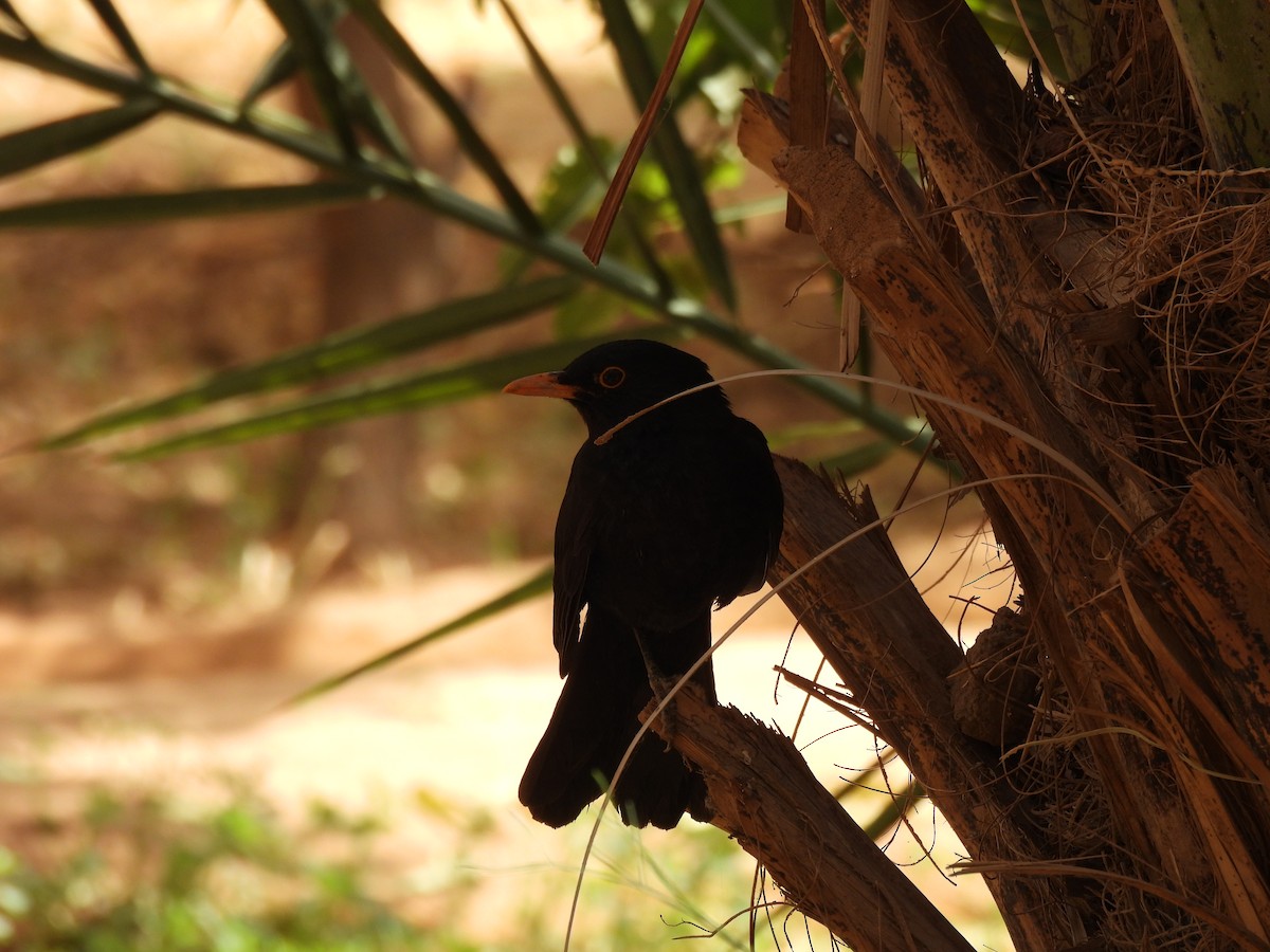 Eurasian Blackbird - Luís Reino
