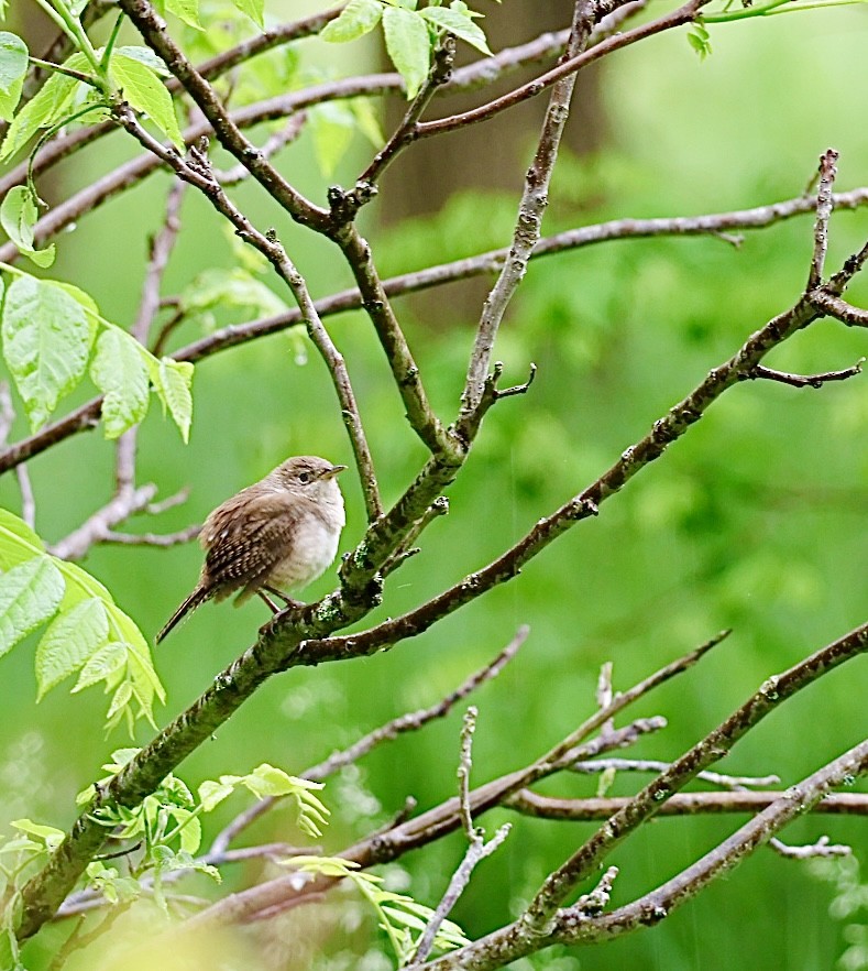 House Wren - Martin Yates