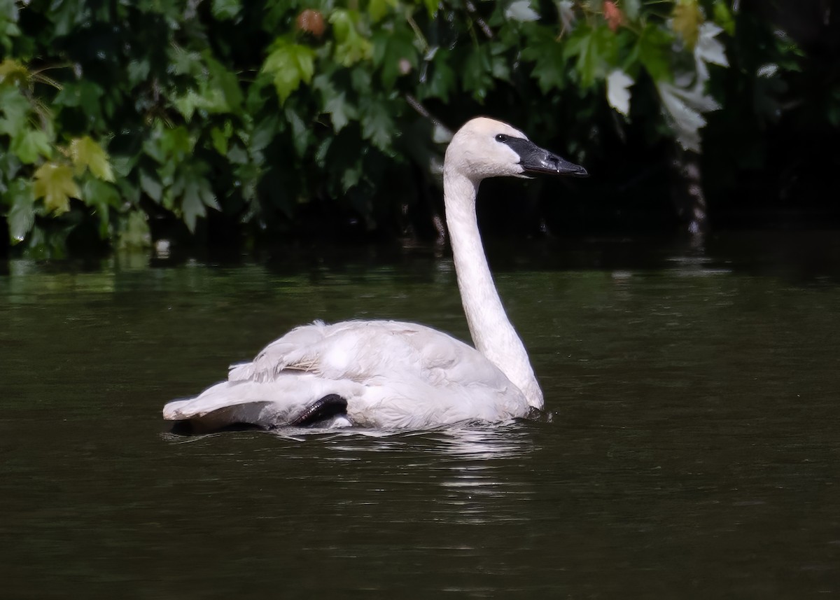 Trumpeter Swan - ML619576409