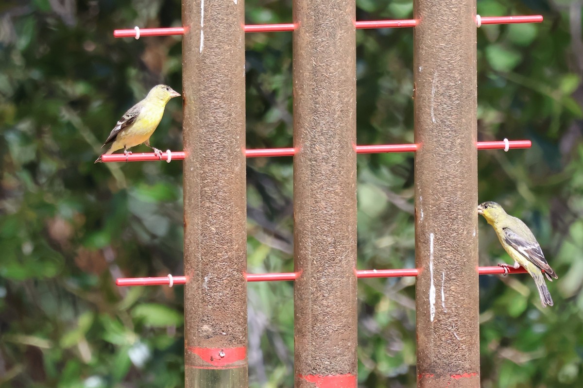 Lesser Goldfinch - Tricia Vesely