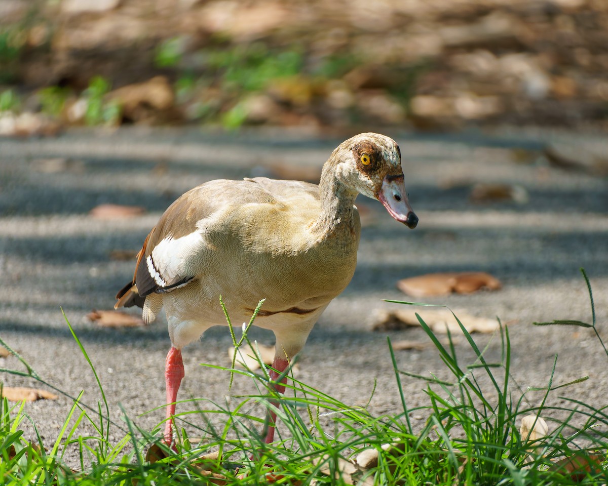 Egyptian Goose - ML619576422