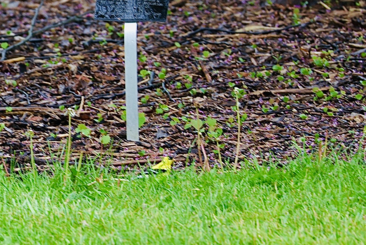 American Goldfinch - Martin Yates