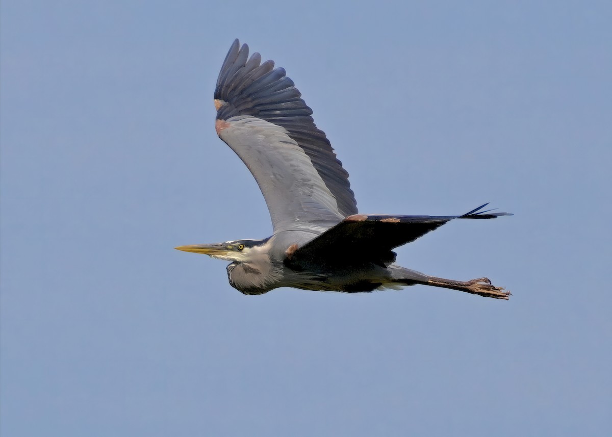 Great Blue Heron - Alan Bloom