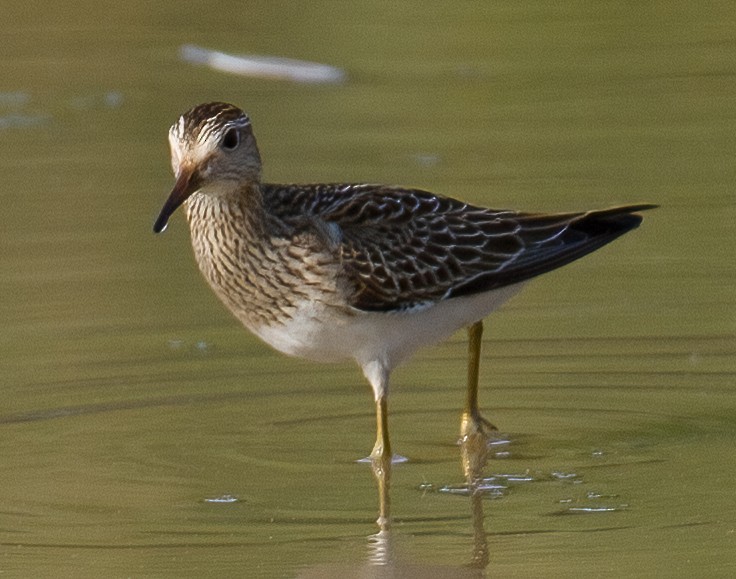 Pectoral Sandpiper - José Martín