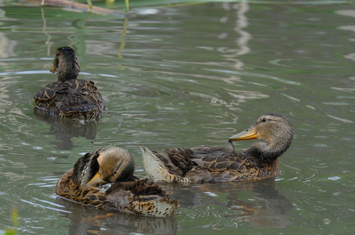 Mallard - Klaus Bielefeldt