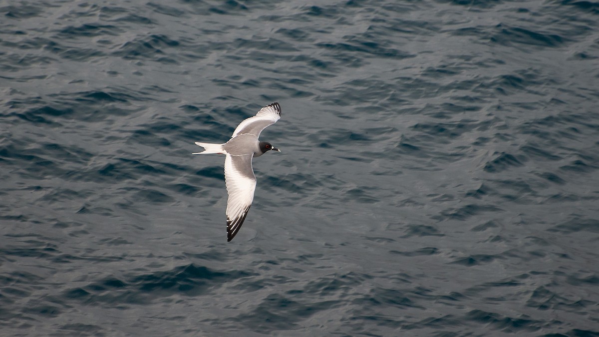 Swallow-tailed Gull - Sally  Palmer