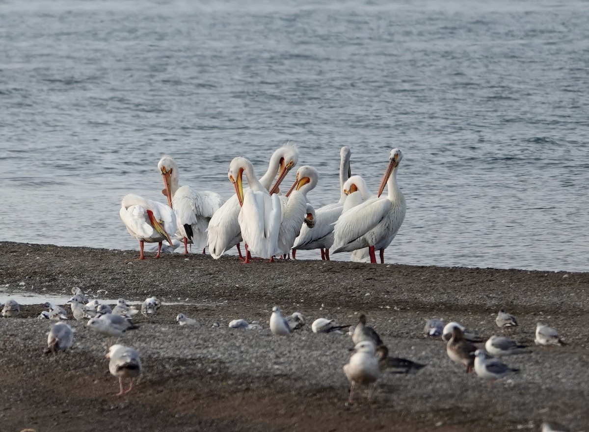 American White Pelican - Andrew Bailey