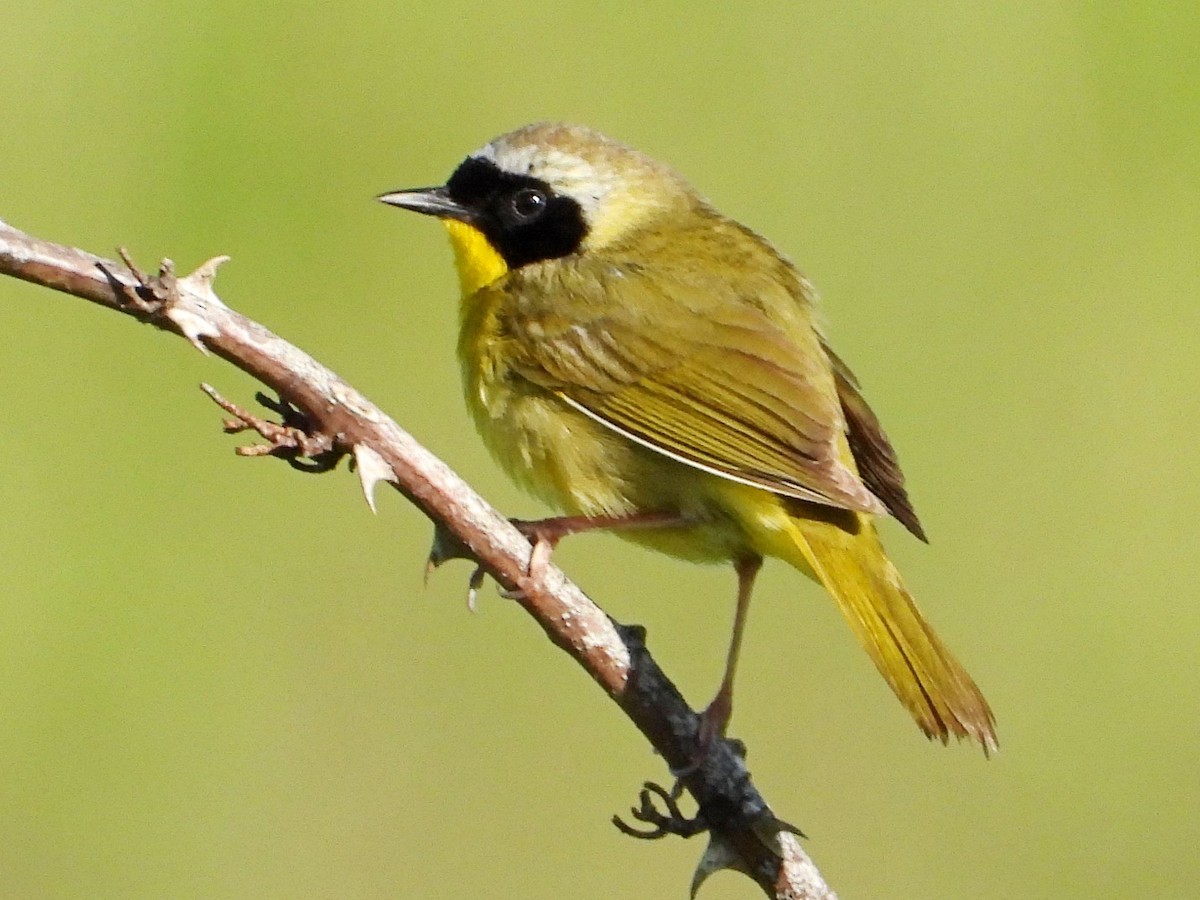 Common Yellowthroat - Mary Leigh