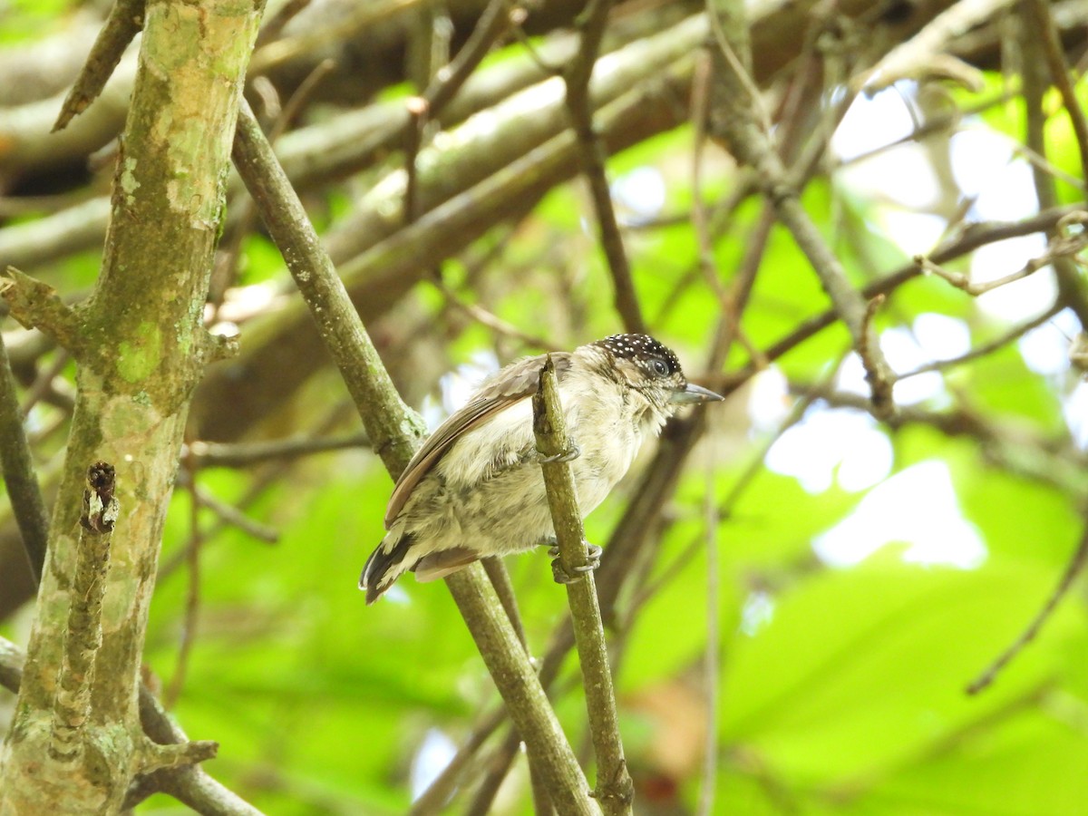 Grayish Piculet - Sergio Adrián  Murillo Montoya