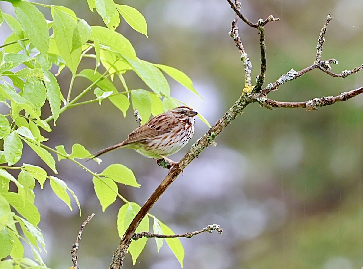 Song Sparrow - Martin Yates