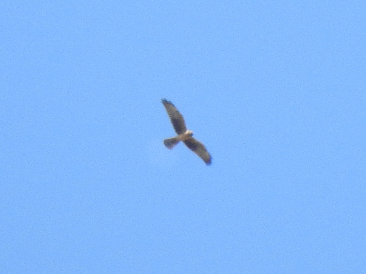 Montagu's Harrier - David Nussbaumer