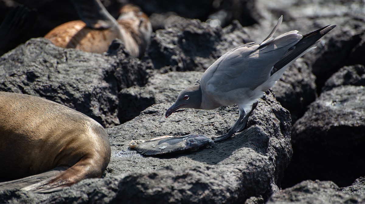 Mouette obscure - ML619576463