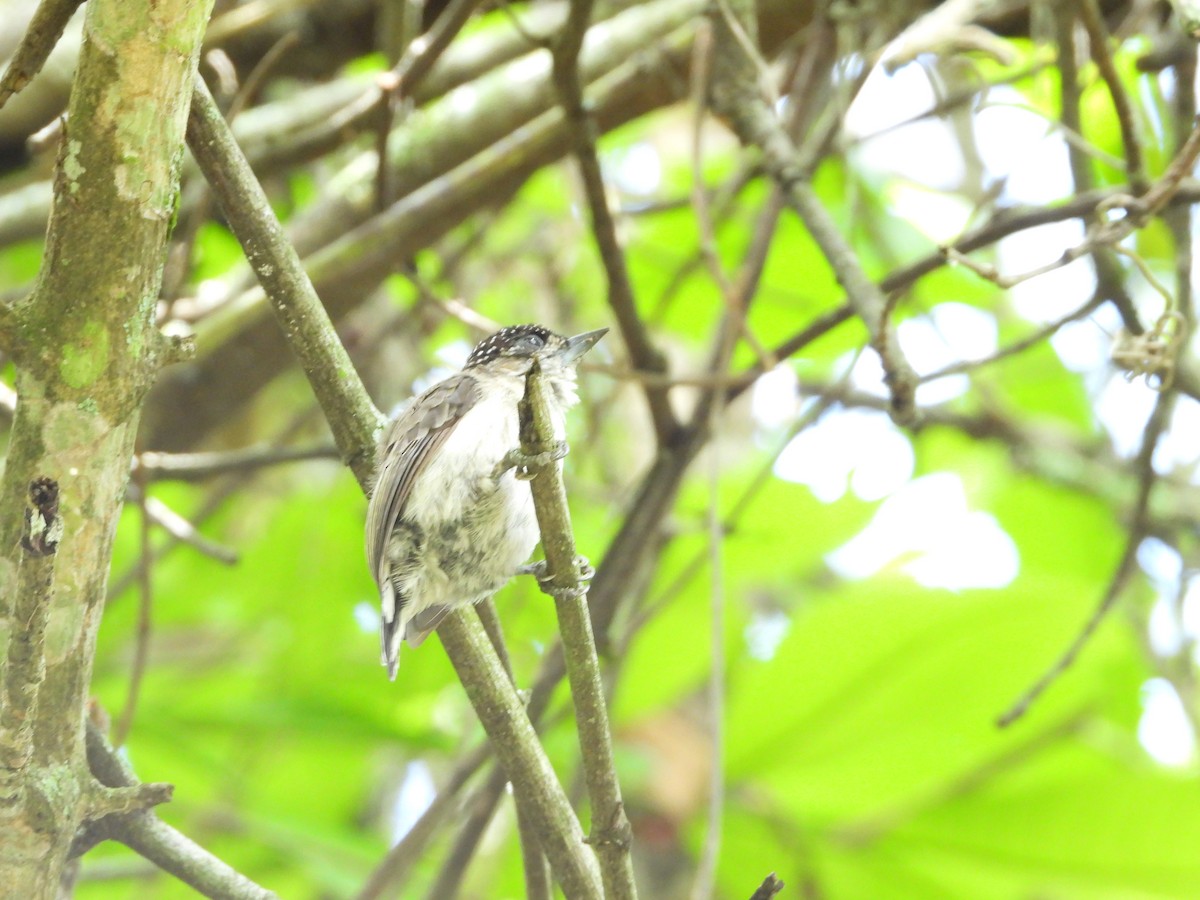 Grayish Piculet - ML619576468