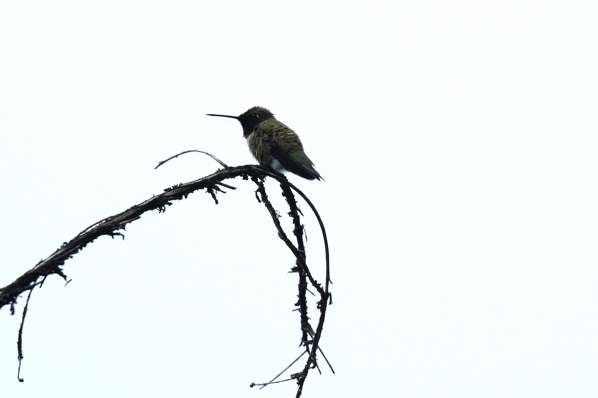 Black-chinned Hummingbird - Klaus Bielefeldt