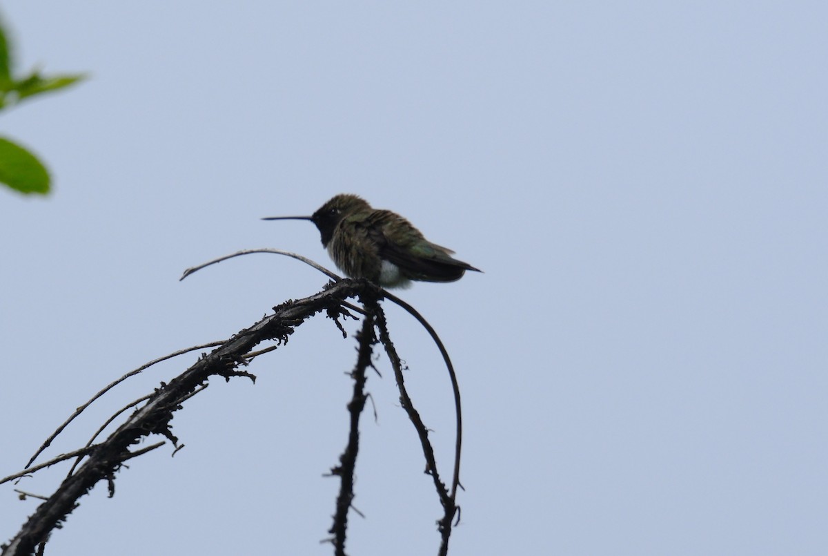 Black-chinned Hummingbird - Klaus Bielefeldt