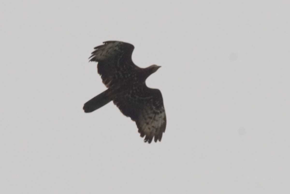 European Honey-buzzard - Mike Pennington