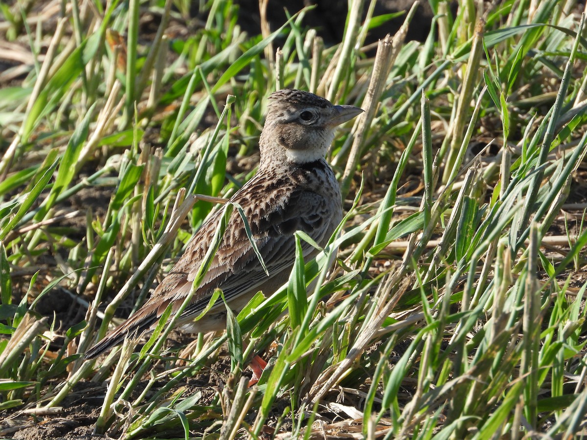 Calandra Lark - Josip Turkalj