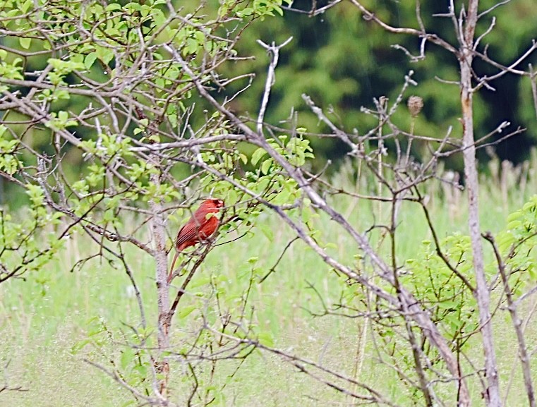 Cardinal rouge - ML619576486