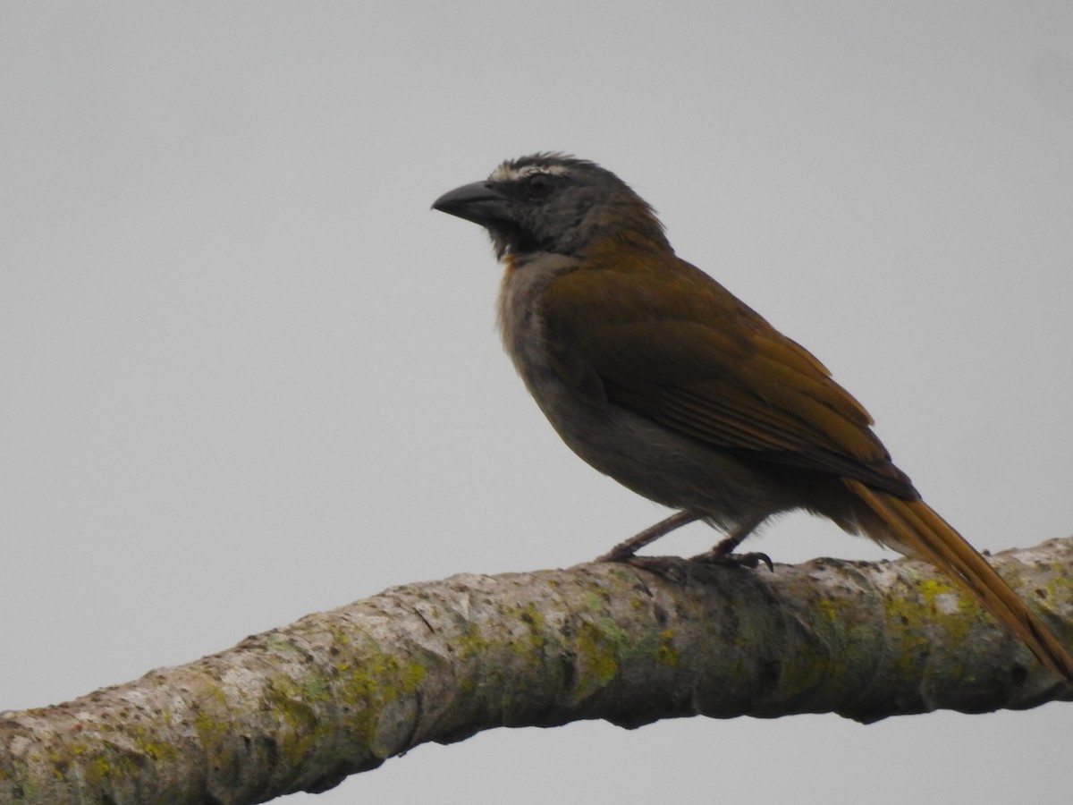 Buff-throated Saltator - Jose Fernando Sanchez O.