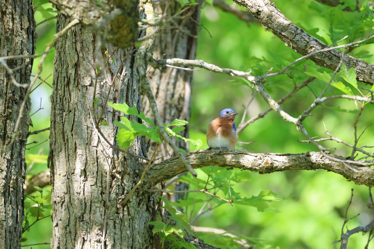 Eastern Bluebird - John Leonard