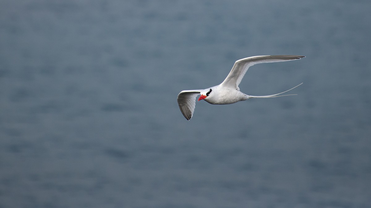 Red-billed Tropicbird - Sally  Palmer