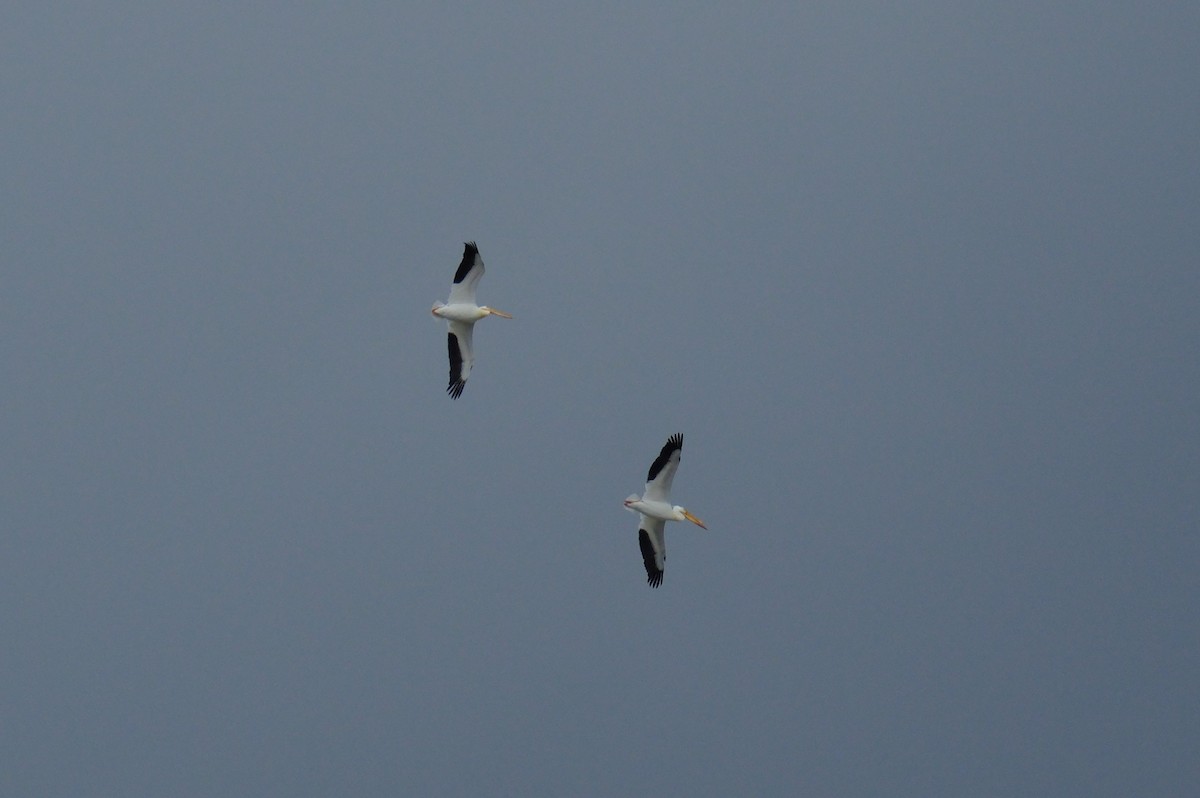 American White Pelican - Klaus Bielefeldt