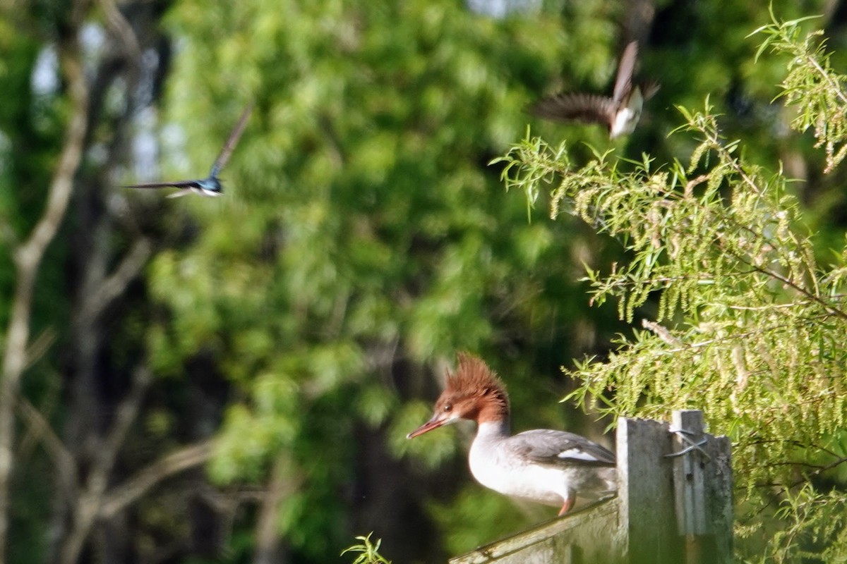 Common Merganser - Linda Hamp