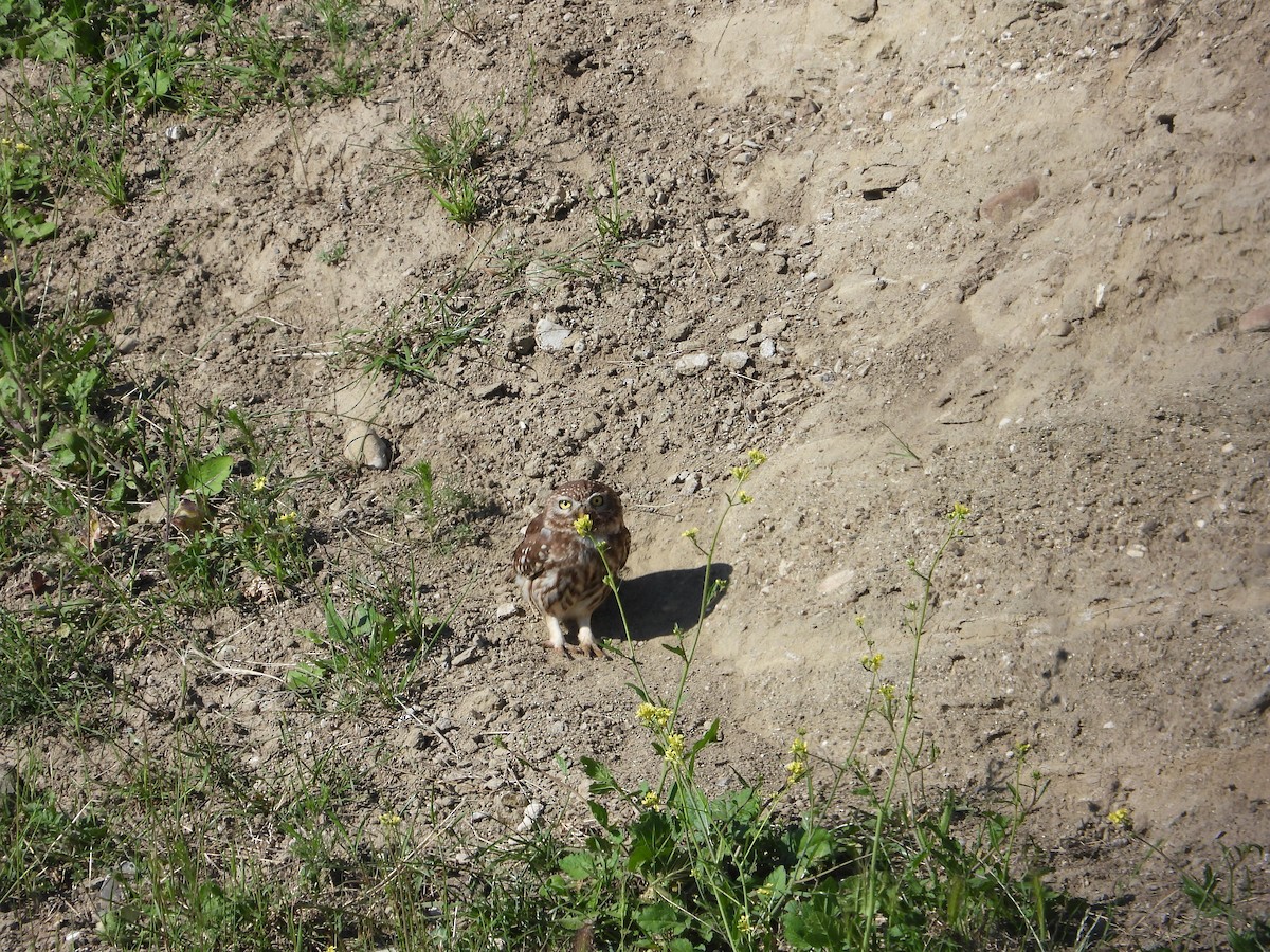 Little Owl - Josip Turkalj