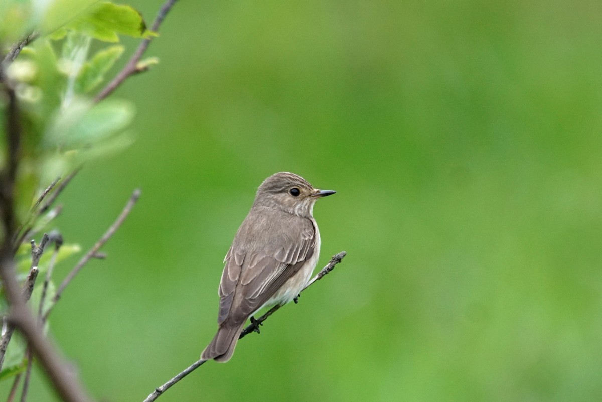 Spotted Flycatcher - Mike Pennington