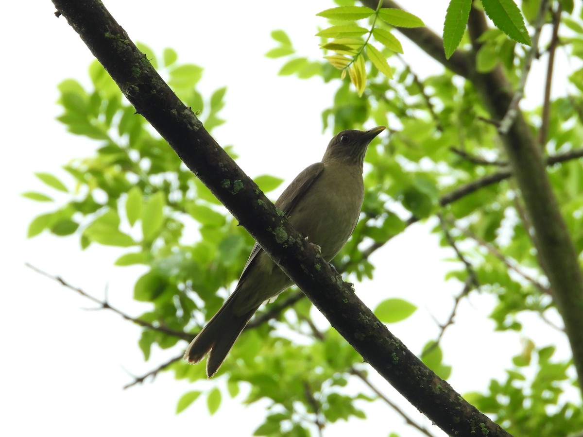 Clay-colored Thrush - Sergio Adrián  Murillo Montoya