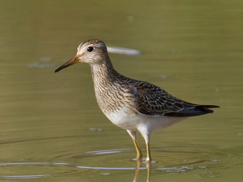 Pectoral Sandpiper - José Martín