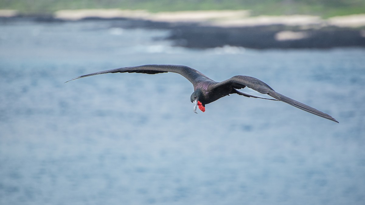 Magnificent Frigatebird - Sally  Palmer