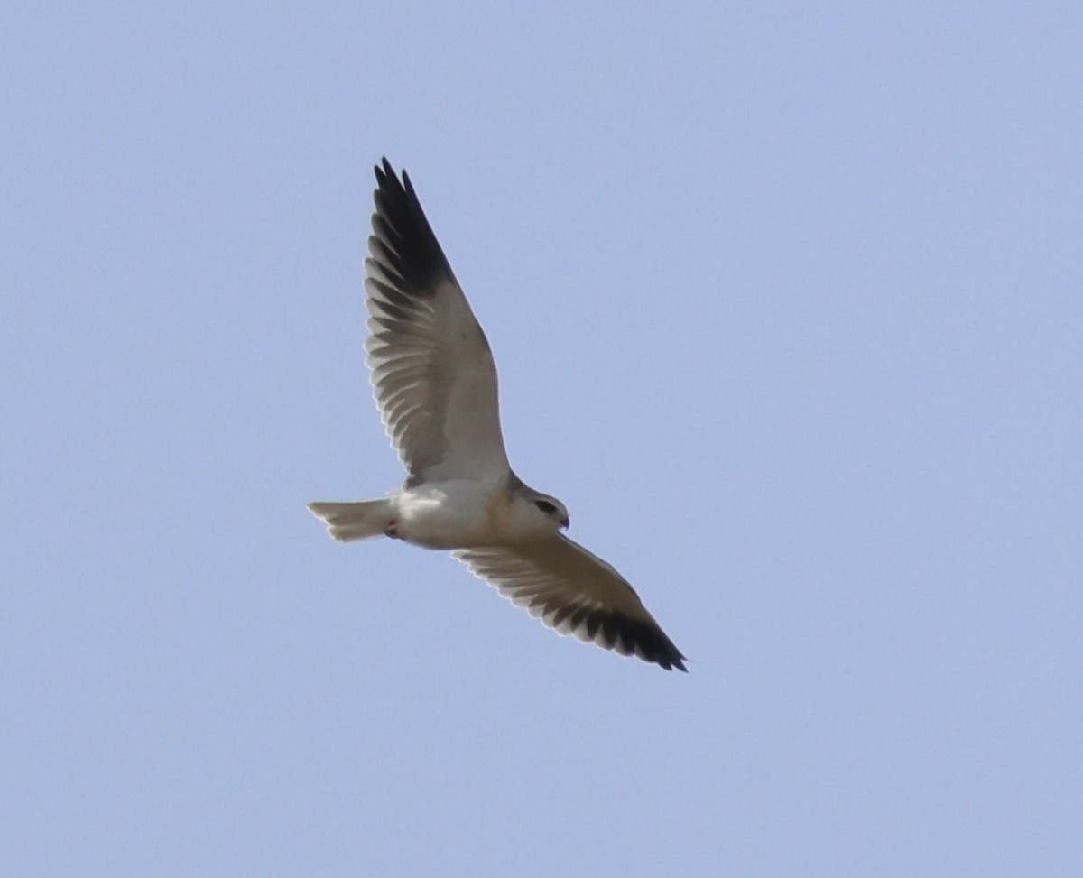 Black-winged Kite - Faustino Chamizo Ragel