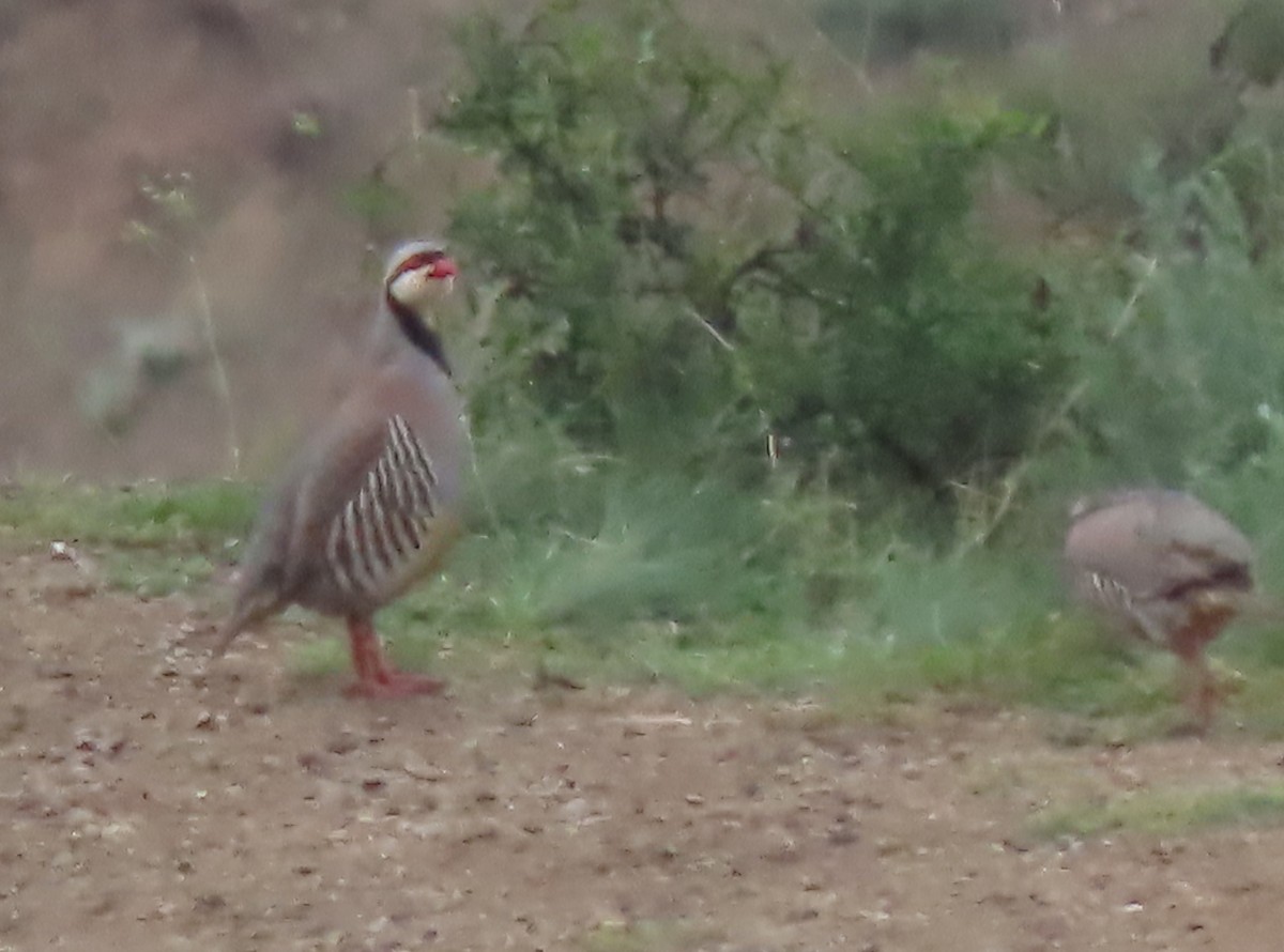 Chukar - Doug Kibbe