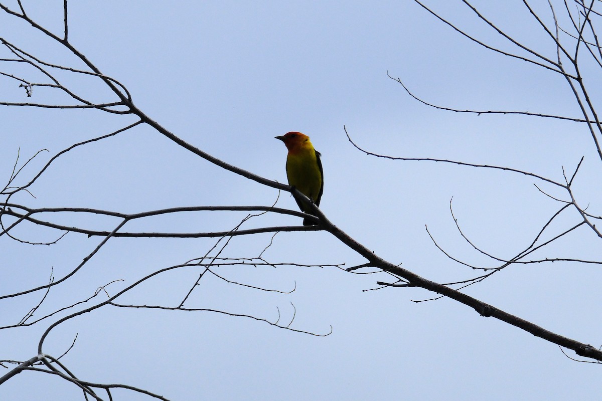 Western Tanager - Klaus Bielefeldt